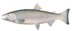 Silver Salmon