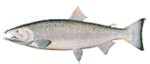 Illustration of a fish with a streamlined body, grayish coloration, and speckled back, showcasing side fins and a forked tail.