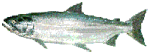 Image of a fish with a streamlined body, iridescent scales, and a forked tail. The fish appears to be a species of salmon or trout.