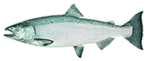 Image of a single, silver-colored fish with a streamlined body, dorsal fins, and a forked tail, representing a species similar to salmon or trout.