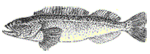 Drawing of a fish with detailed scales, fins, and an open mouth, viewed from the side.