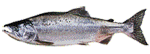 Image of a whole, raw salmon fish lying horizontally with its head on the left and tail on the right. The salmon has a silvery body with darker spots along its back.